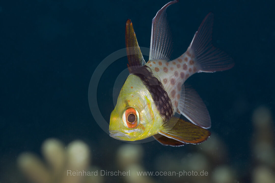 Pyjama Cardinalfish