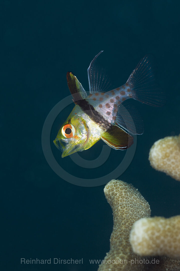 Pyjama Cardinalfish