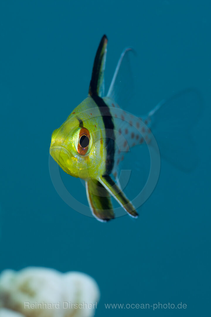 Pyjama Cardinalfish