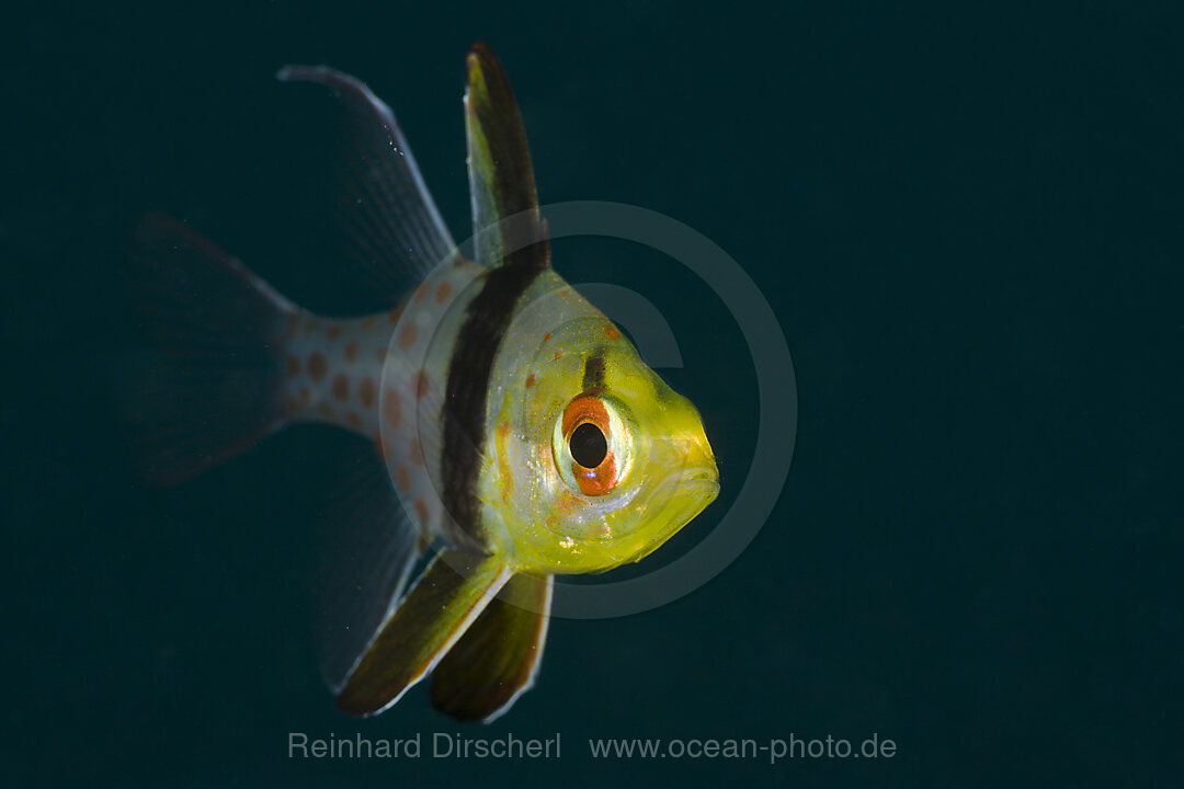Pyjama Cardinalfish