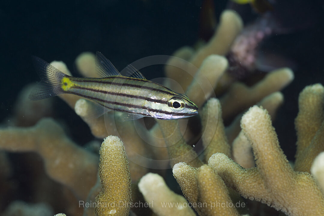 Fuenflinien-Kardinalfisch, Cheilodipterus quinquelineatus, Mikronesien, Palau