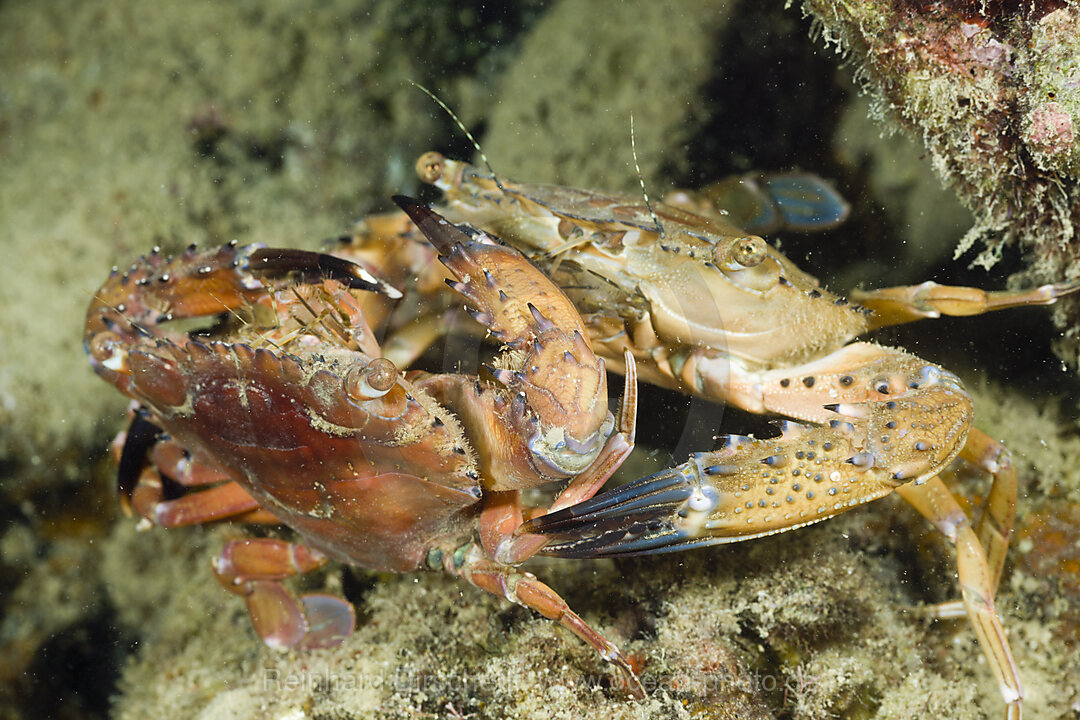 Mating Swimming Crab