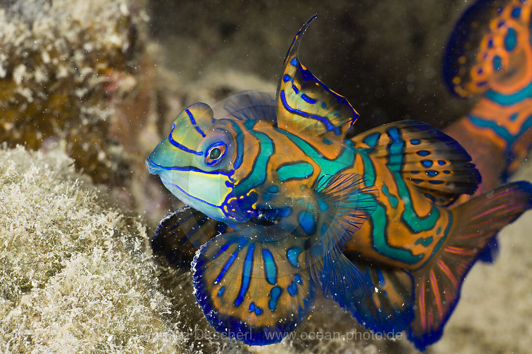 Mandarinfisch, Syhchiropus splendidus, Mikronesien, Palau