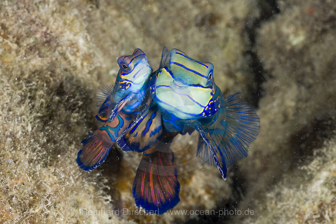 Paarung Mandarinfische, Syhchiropus splendidus, Mikronesien, Palau