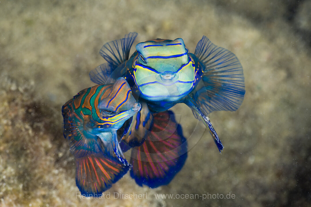 Mating Mandarinfish