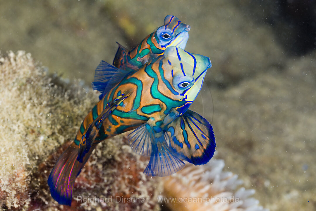 Mating Mandarinfish