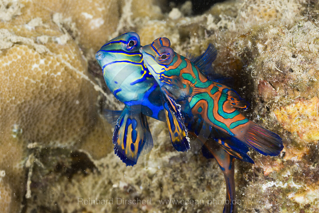 Paarung Mandarinfische, Syhchiropus splendidus, Mikronesien, Palau