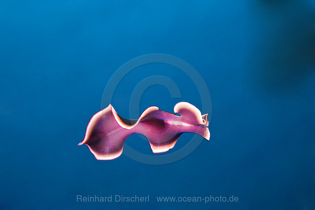 Swimming Flatworm