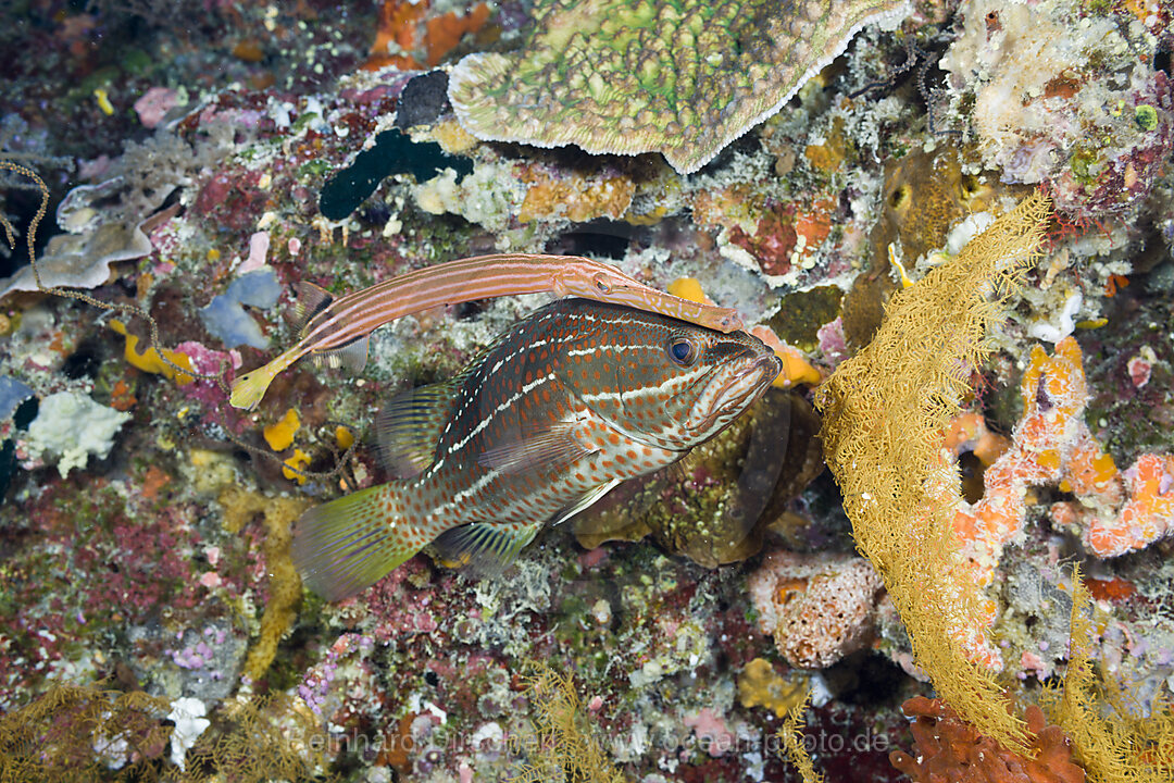 Trompetenfisch schwimmt mit Spitzkopf-Zackenbarsch, Auostomus chinensis Anyperodon leucogrammicus, Short Dropoff Mikronesien, Palau