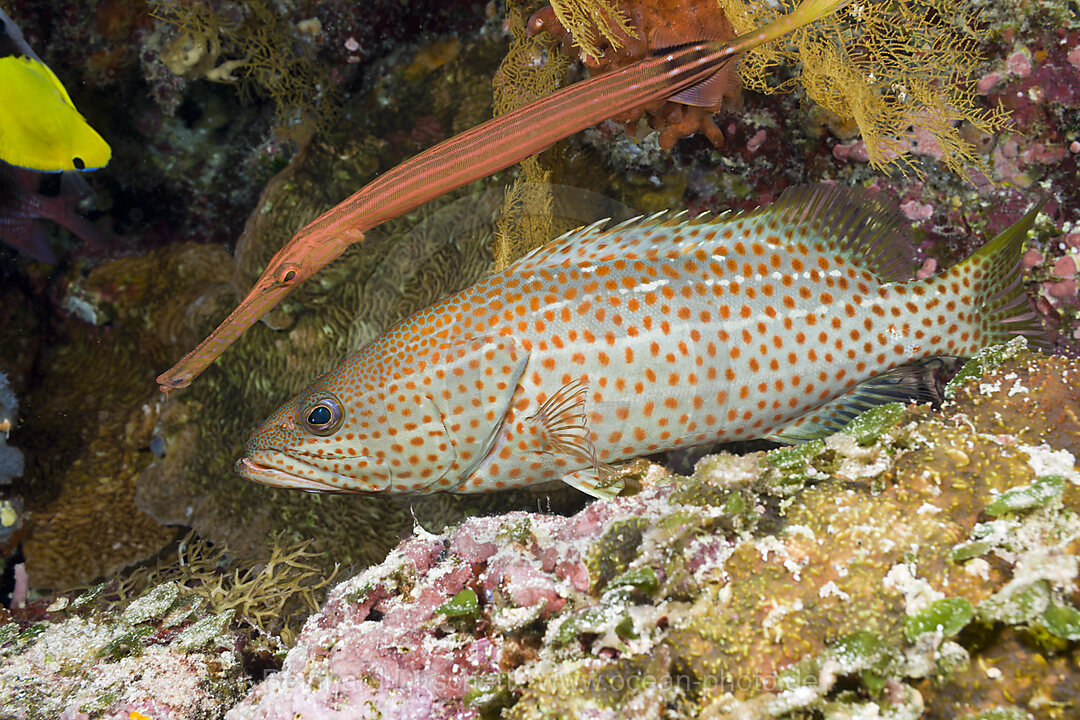Trumpetfish hiding behind White-lined Grouper