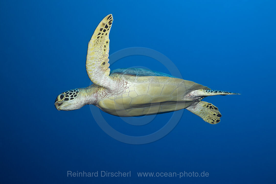 Gruene Meeresschildkroete, Chelonia mydas, Short Dropoff Mikronesien, Palau