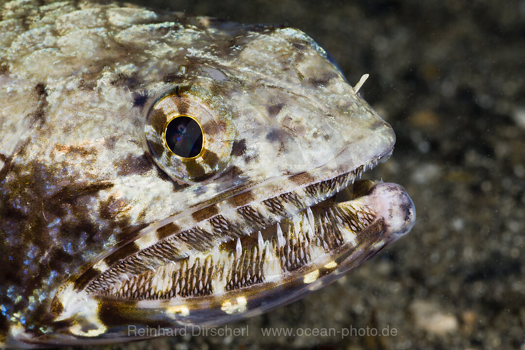 Sharp Teeth of Lizardfish