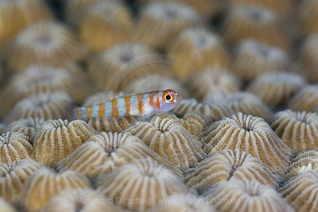 Striped Goby