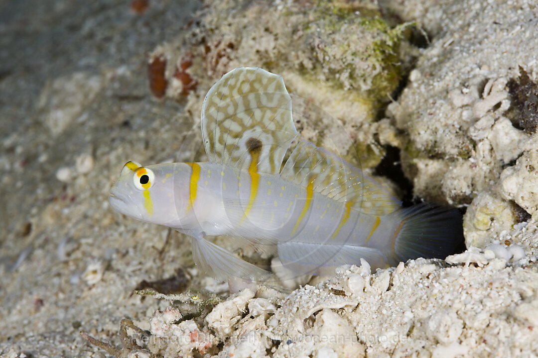 Randalls Waechtergrundel, Amblyeleotris randalli, Turtle Cove Mikronesien, Palau