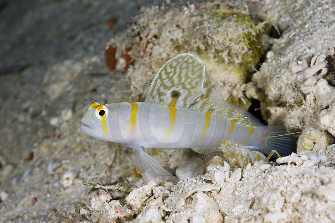 Randalls Waechtergrundel in Symbiose mit Knallkrebs, Amblyeleotris randalli Alpheus rapicida, Turtle Cove Mikronesien, Palau