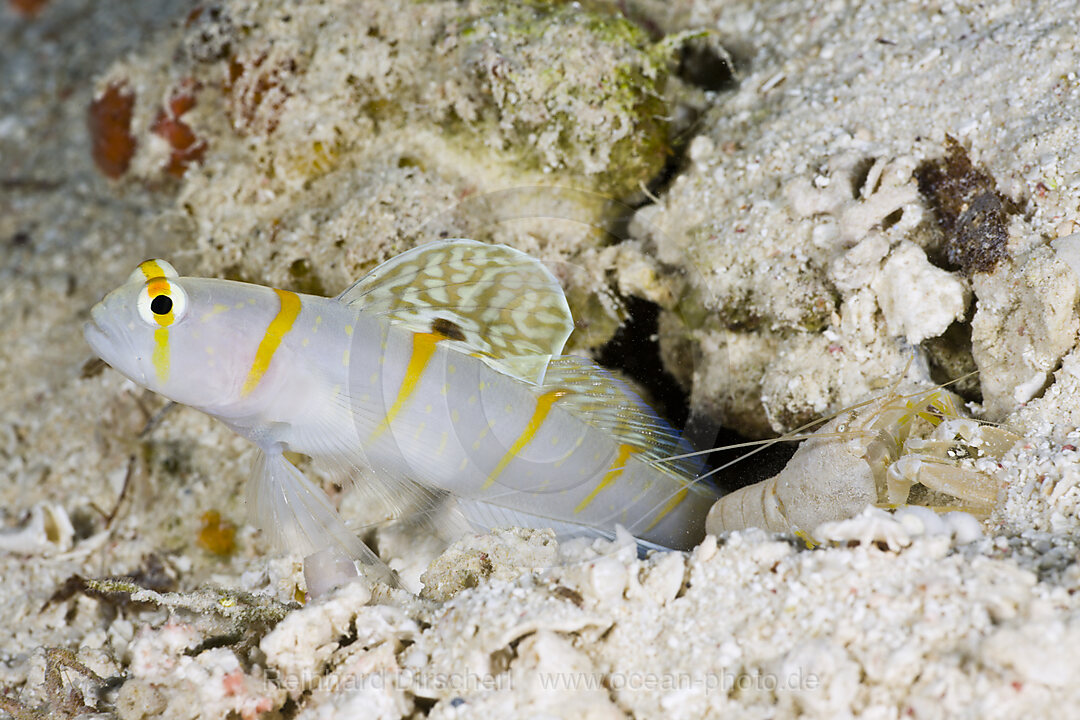 Randalls Waechtergrundel in Symbiose mit Knallkrebs, Amblyeleotris randalli Alpheus rapicida, Turtle Cove Mikronesien, Palau