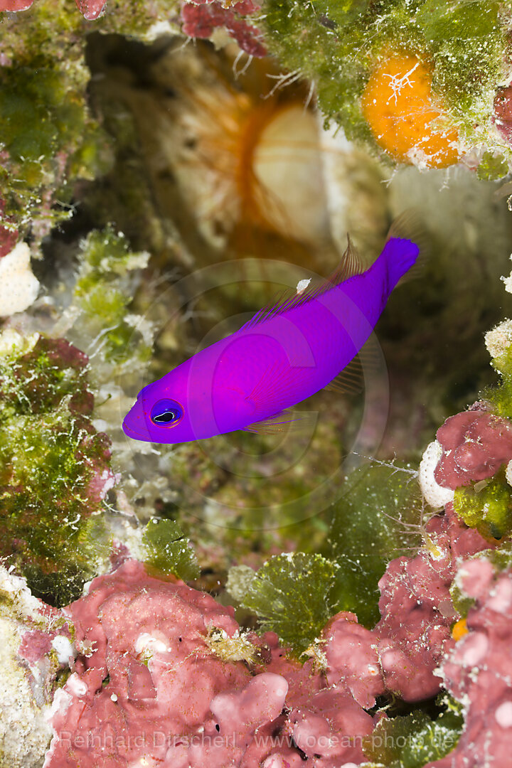 Magenta Zwergbarsch, Pseudochromis porphyreus, Turtle Cove Mikronesien, Palau