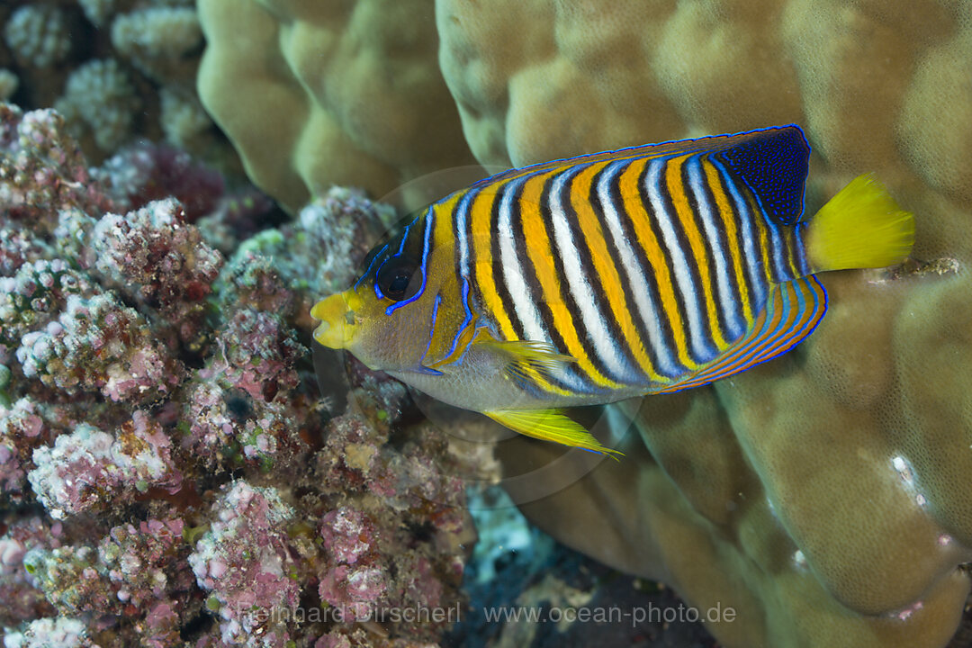 Pfauenaugen-Kaiserfisch
