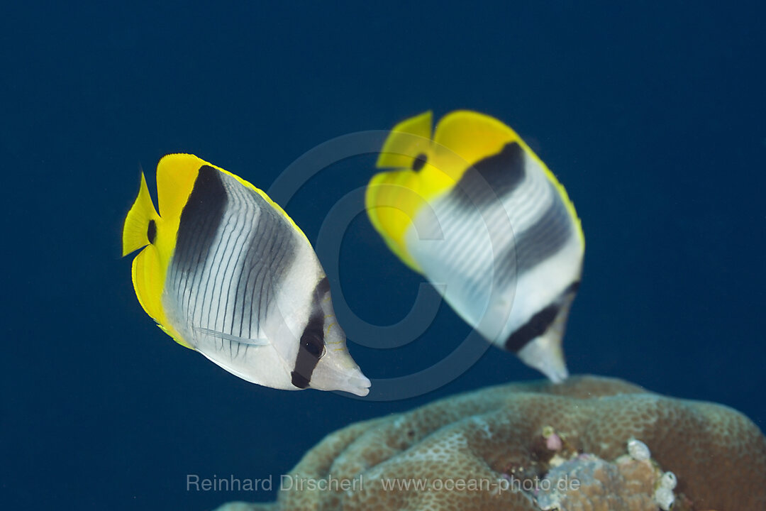 Pair Double-saddle Butterflyfish