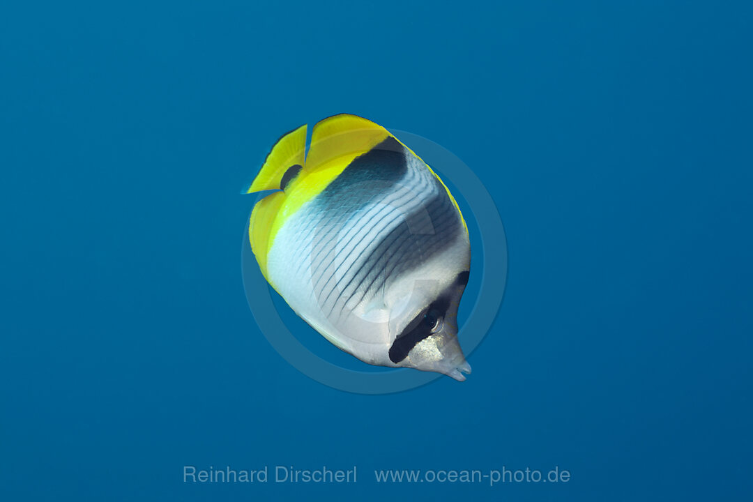 Double-saddle Butterflyfish