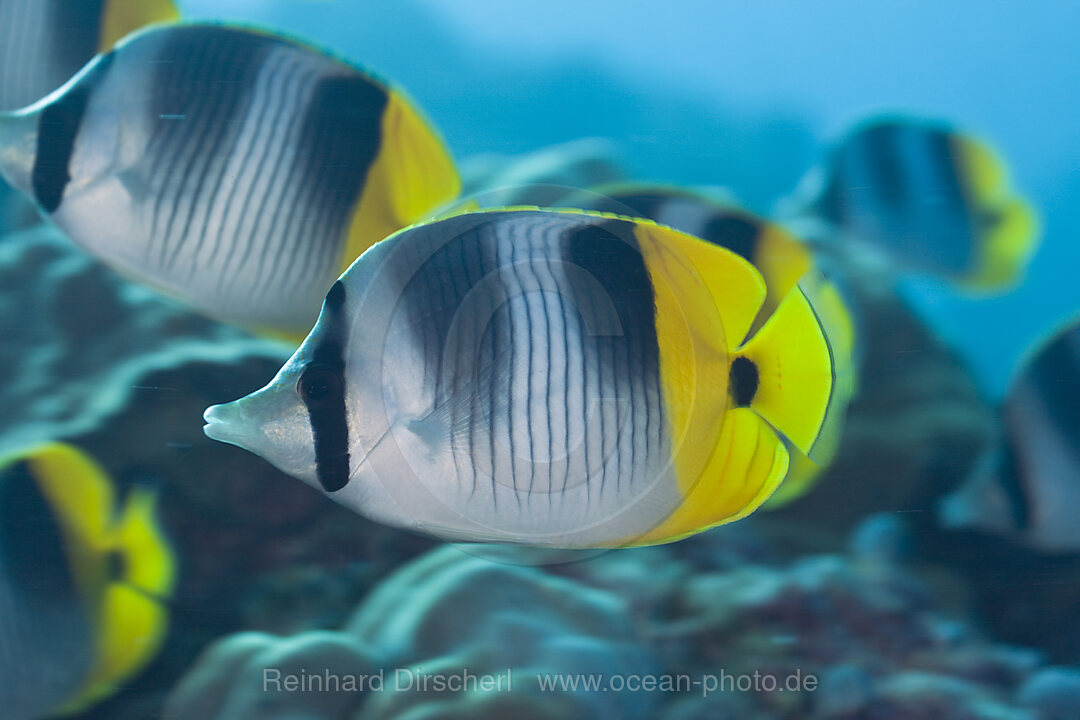 Doppelsattel-Falterfische, Chaetodon ulietensis, Turtle Cove Mikronesien, Palau