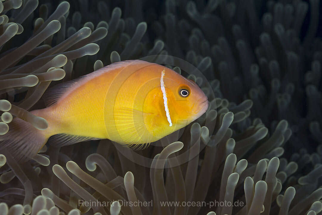 Halsband-Anemonenfisch, Amphiprion perideraion, Turtle Cove Mikronesien, Palau