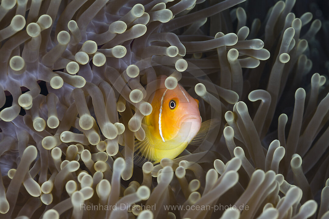 Halsband-Anemonenfisch, Amphiprion perideraion, Turtle Cove Mikronesien, Palau