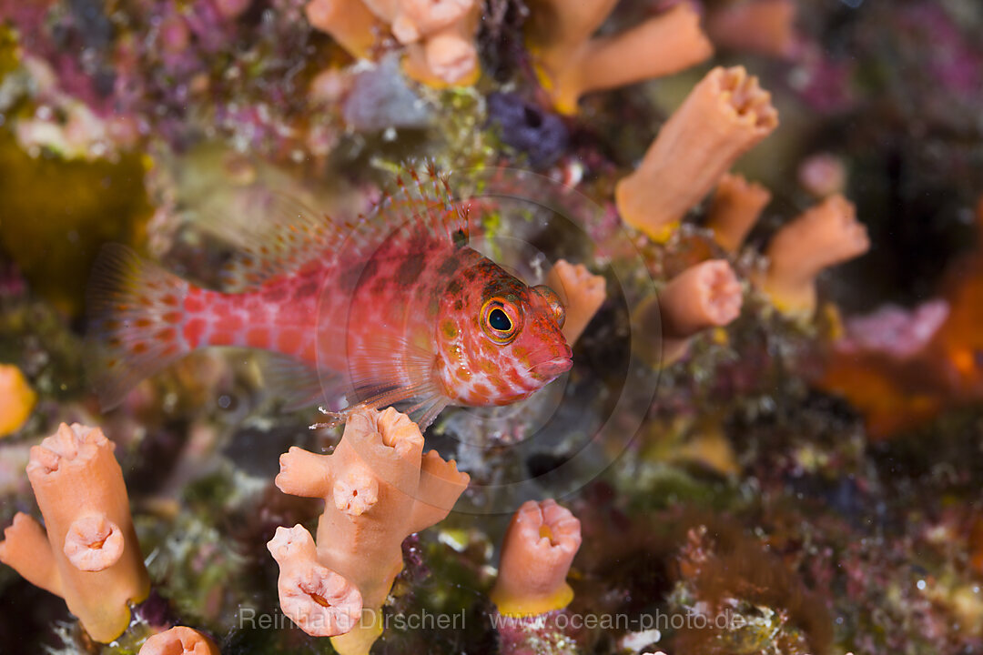 Gefleckter Korallenwaechter, Cirrhitichthys oxycephalus, Turtle Cove Mikronesien, Palau