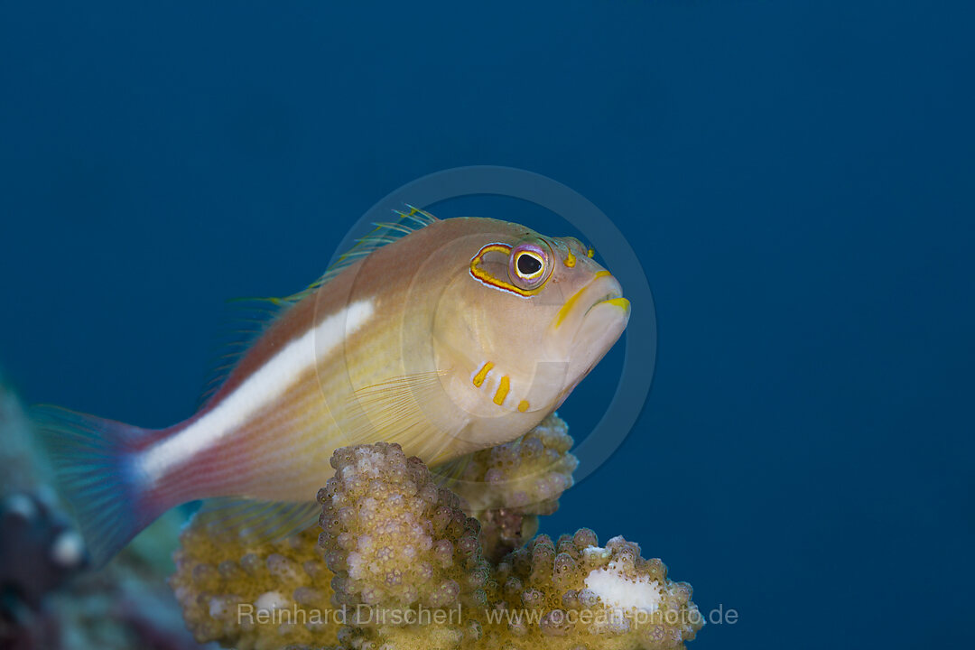 Arc-eye Hawkfish