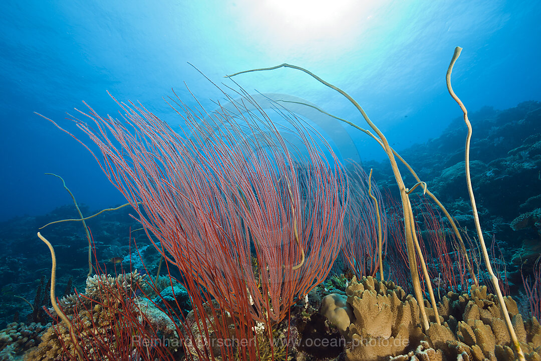 Reef with Whip Corals