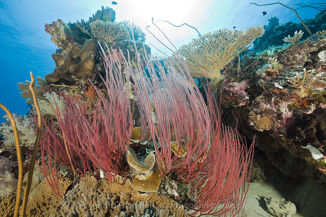 Riff mit Strauch-Gorgonien und Seepeitschen, Ellisella ceratophyta Junceella fragilis, Ulong Channel Mikronesien, Palau