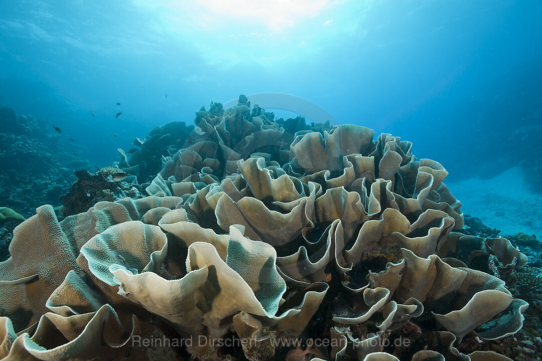 Lettuce Coral Stone Coral
