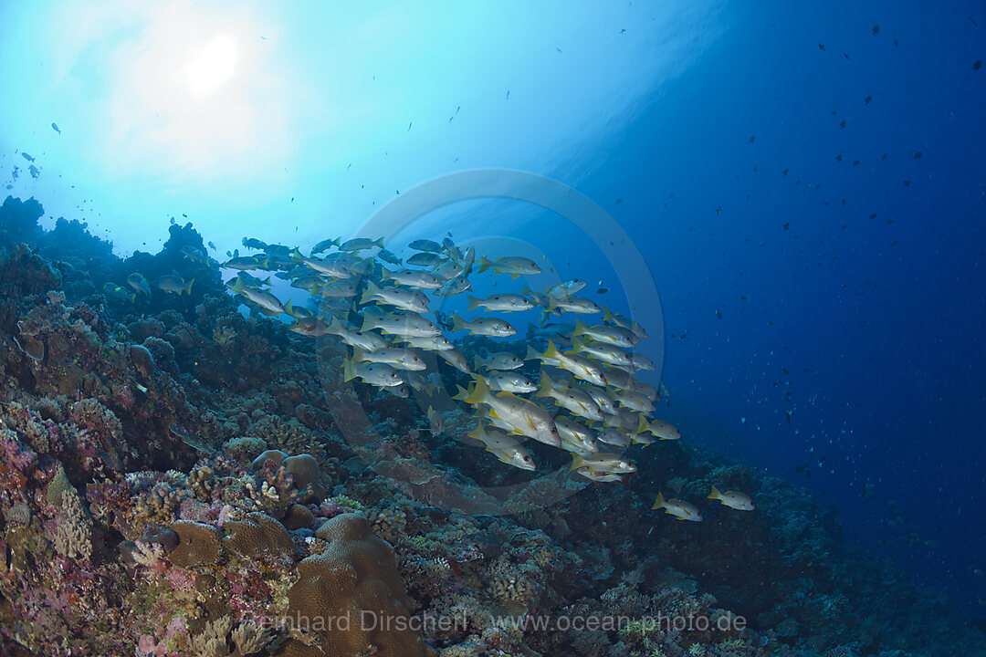 Schwarm Einflecken-Schnapper, Lutjanus monostigma, Ulong Channel Mikronesien, Palau