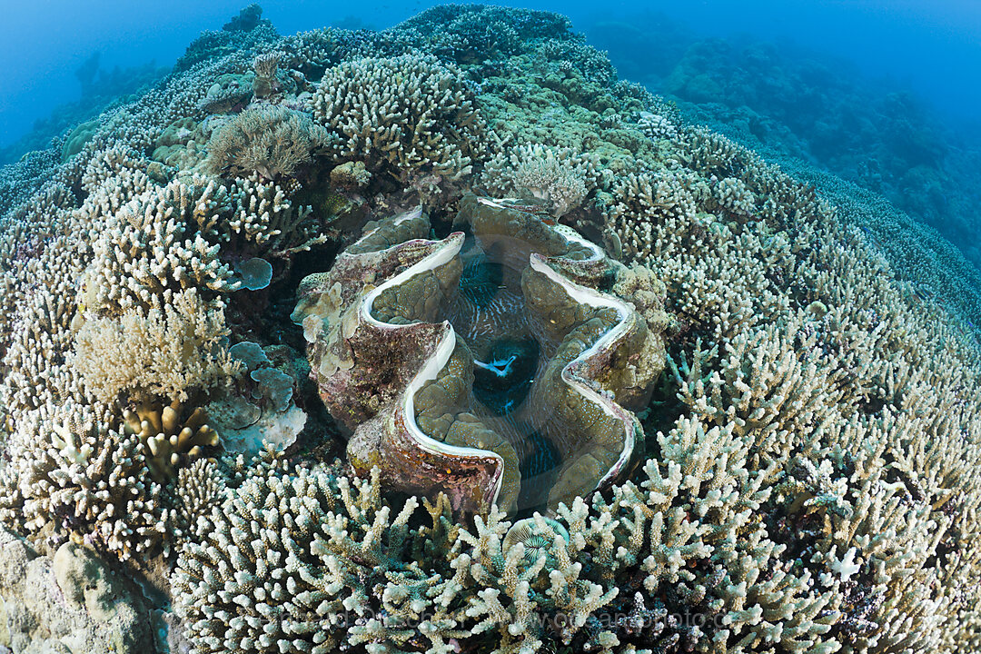 Giant Clam between Branching Corals