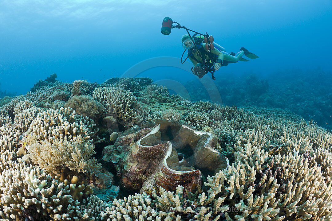 Taucher und Moerdermuschel, Tridacna Squamosa, Mikronesien, Palau