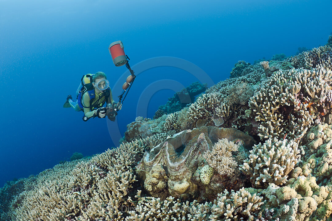 Diver and Giant Clam