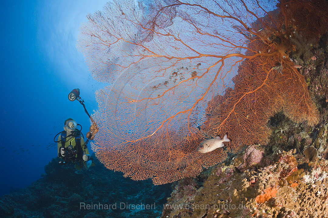 Diver and Sea Fan