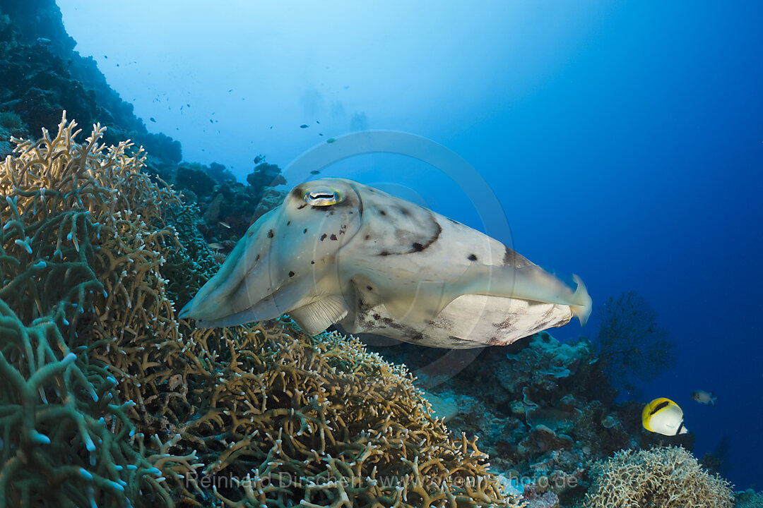Broadclub Cuttlefish guarding Clutch