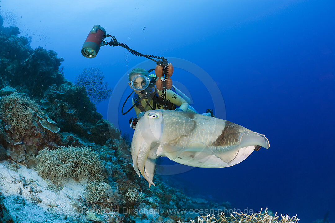Diver and Broadclub Cuttlefish