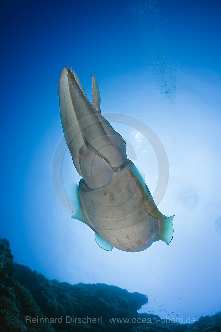 Broadclub Cuttlefish