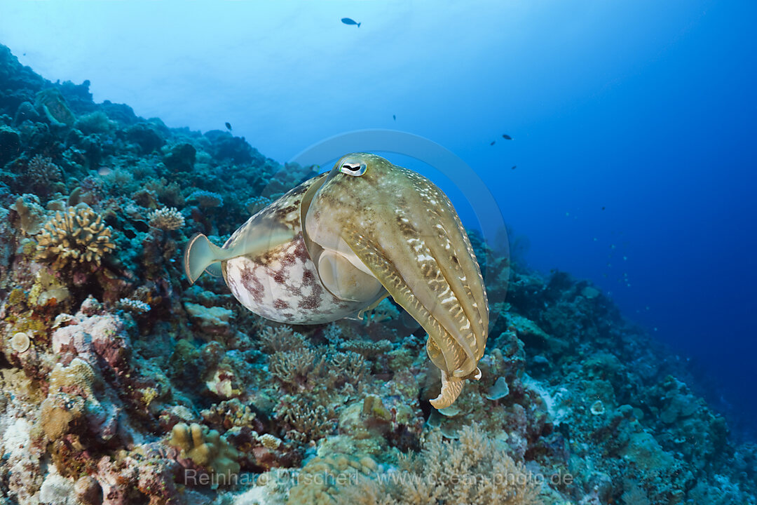 Breitkeulen-Sepie, Sepia latimanus, Mikronesien, Palau