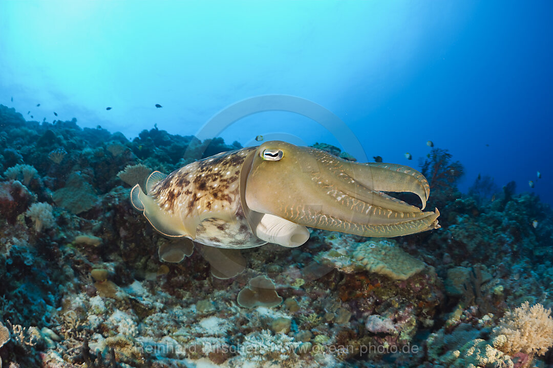 Broadclub Cuttlefish