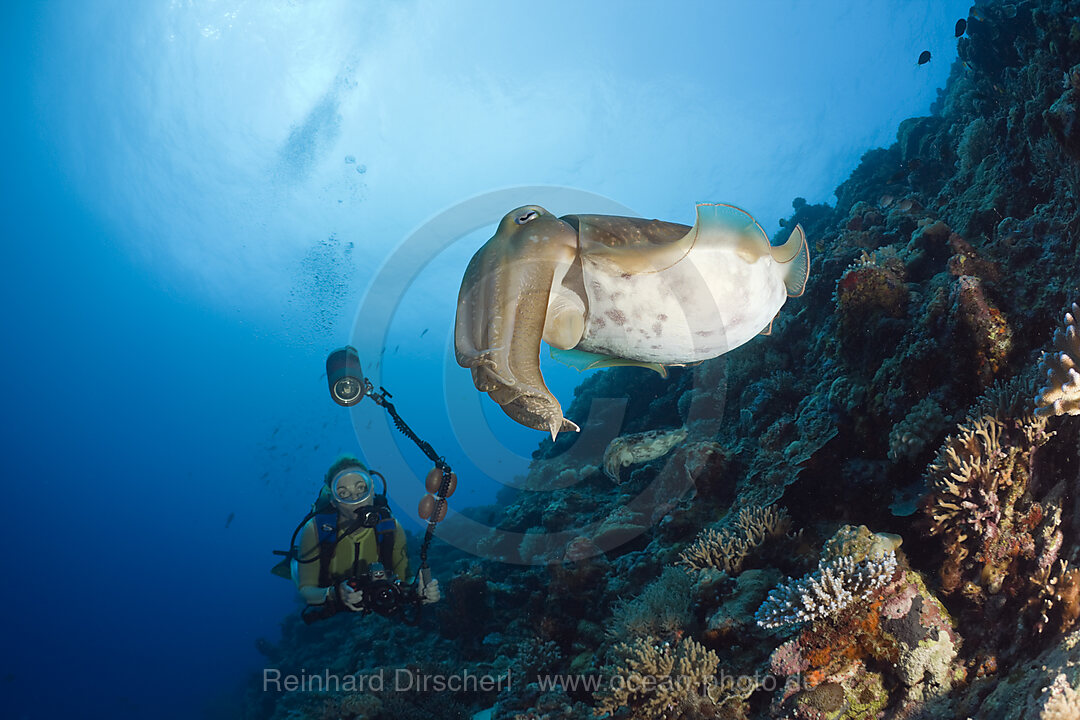 Taucher und Breitkeulen-Sepie, Sepia latimanus, Mikronesien, Palau