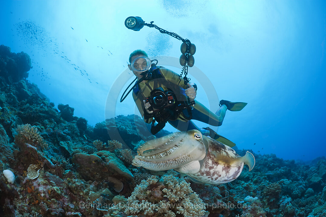 Taucher und Breitkeulen-Sepie, Sepia latimanus, Mikronesien, Palau