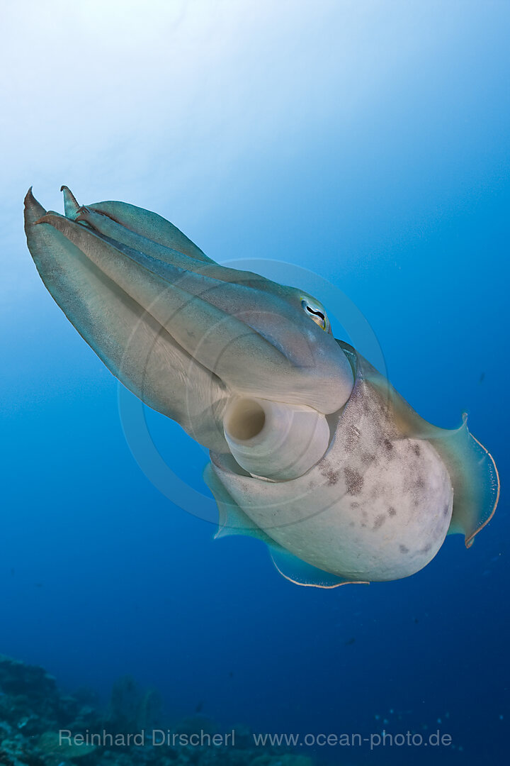 Broadclub Cuttlefish
