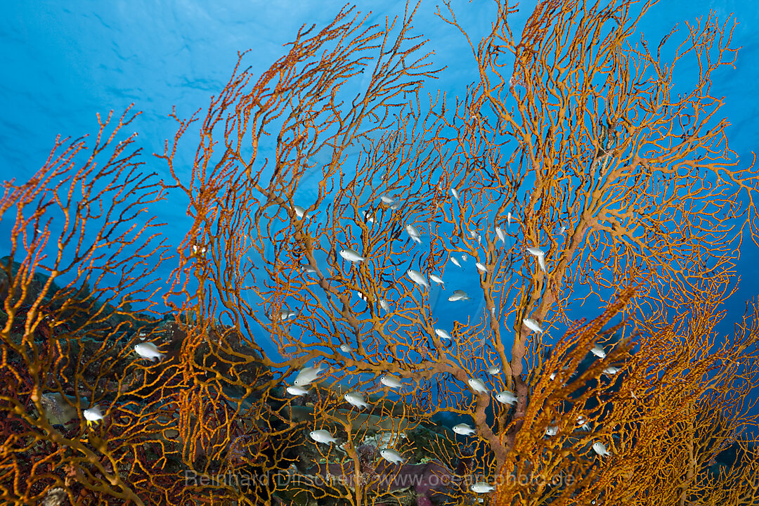 Schwarm Chromis vor Gorgonie, Chromis spec., Mikronesien, Palau