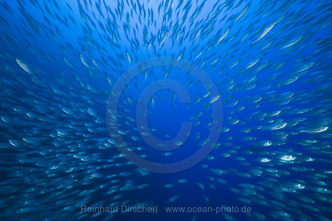 Shoal of Mackerel Scads