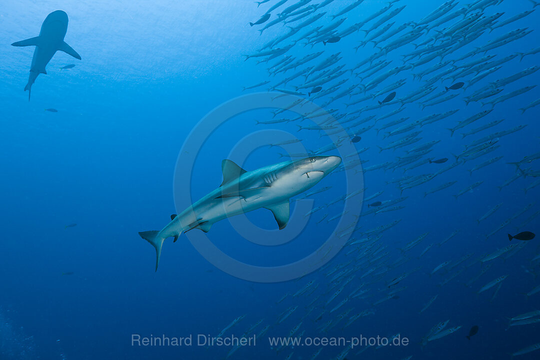 Grauer Riffhai und Barrakudas, Carcharhinus amblyrhynchos, Ulong Channel Mikronesien, Palau