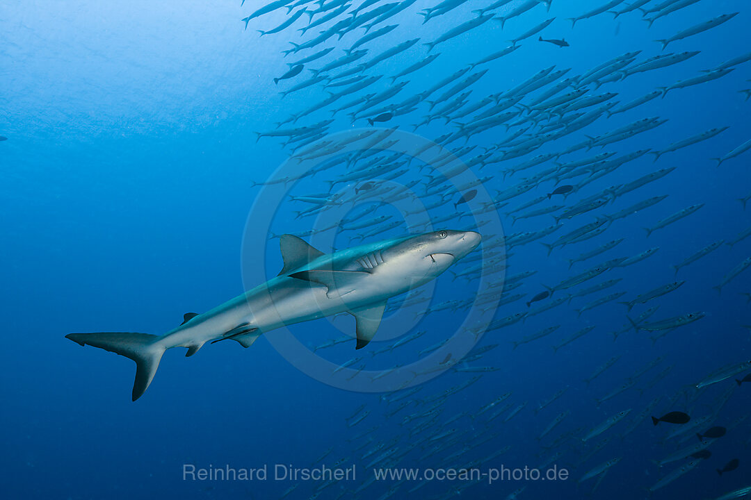 Grauer Riffhai und Barrakudas, Carcharhinus amblyrhynchos, Ulong Channel Mikronesien, Palau