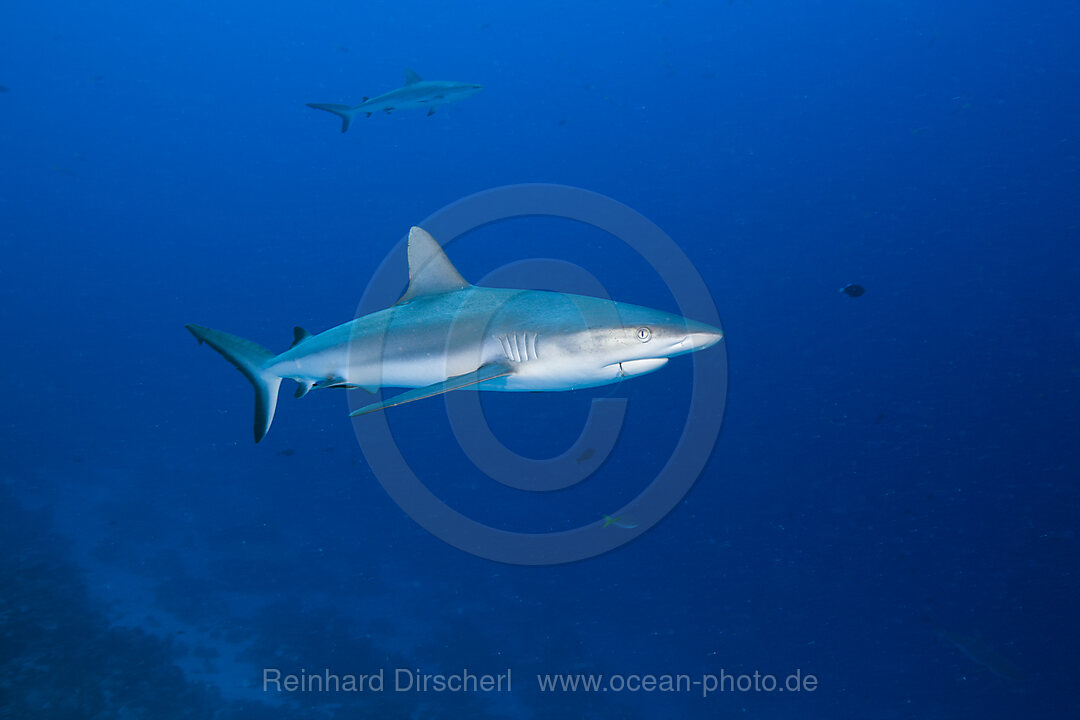 Grey Reef Shark